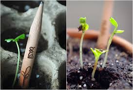 Sprout pencil personnalisé